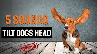 5 Sounds To Tilt Dogs Head  GUARANTEED [upl. by Ophelia]