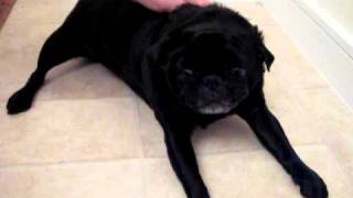 My poor pug Willi having a seizure [upl. by Amhser]