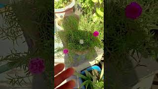 Flower plant ☘️ gardening fertilizer gardeningtips gardengyan garden shortsfeeds [upl. by Llednek164]