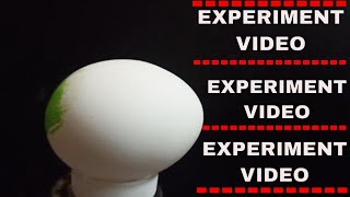 EXPERIMENT VIDEOS  EGG VS BLOW GAS TORCH  GAS TORCH VS EGG  EXPERIMENTS  THE GALAM [upl. by Mcculloch]