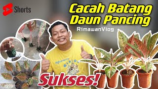 Eps 184 Memperbanyak Aglaonema dengan Cacah Batang Daun Pancing  Rimawan Vlog [upl. by Anniala961]