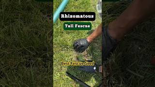 Rhizomatous Tall Fescue to the Rescue shorts lawn [upl. by Anerul]