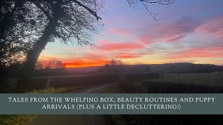 Tales From The Whelping Box Beauty Routines And Puppy Arrivals Plus A Little Decluttering [upl. by Dalis]