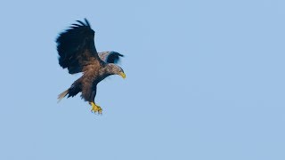 White Tailed Eagle of Finland Slowmotion GH5 4k [upl. by Risan]