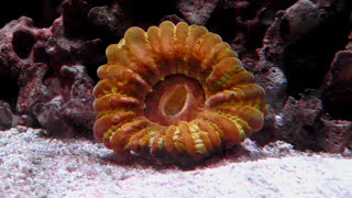 The Many Faces of the Cynarina or Button Coral [upl. by Eelarol]