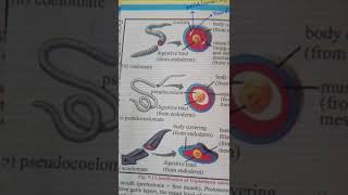 CoelomatesAcoelomates And Pseudocoelomates ❤doctorbiology [upl. by Gadmon]