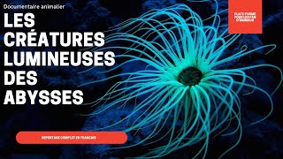 Documentaire Animalier  LES CRÉATURES LUMINEUSES DES ABYSSES  Reportage Complet [upl. by Fusuy]