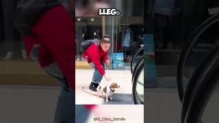 Esta chica SALVÓ al asustado perro de la ABUELA 😯👏 [upl. by Lida588]