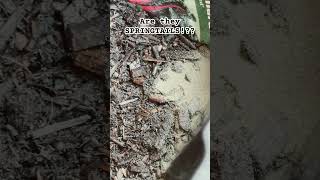 Are they springtails terrarium vivarium ants nature naturelovers farming farm yard kick [upl. by Ordnasela]