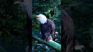 Bald Eagle vs Redtailed Hawk Vocalization HawkvsEagle vocalist animalfacts [upl. by Wolfgang]