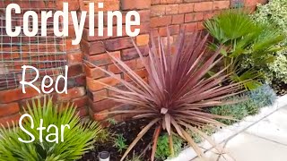 Cordyline Australis Red Star Cabbage Palm Cabbage Tree evergreen shrub perennial [upl. by Kielty]