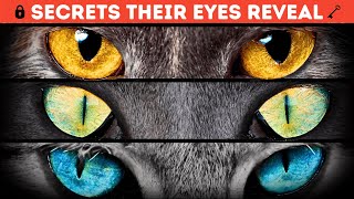 What Your Cat’s Eyes Reveal About Their Personality [upl. by Naitsirk]