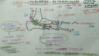 Peroneal Retinaculum  Superior and Inferior  Peroneus Longus Peroneus Brevis [upl. by Hsakiv578]