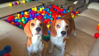 Funny Dogs SURPRISED with Indoor BALL PIT Beagles Louie amp Marie [upl. by Shriver]