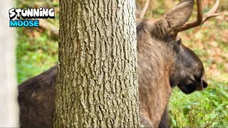 Stunning Moose Relaxing [upl. by Alrad34]