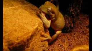 Whites Tree Frogs Eating Cockroaches [upl. by Atoked]