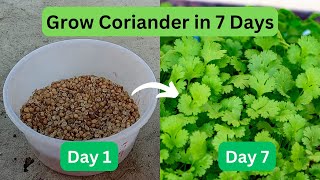 How To Grow Coriander in 7 Days At Home [upl. by Waldon]