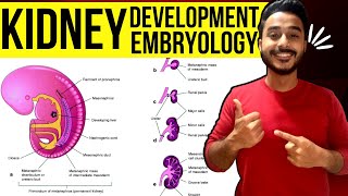 development of kidney embryology  kidney development embryology  development of renal system [upl. by Anihpled]