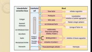 hemostasis primary secondary  coagulation cascade fibrinolytic system [upl. by Notsnarc800]