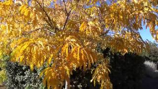 Sunburst Honeylocust in Fall Color [upl. by Urbanna]