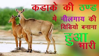 Captivating Video Adorable Nilgai Spotted With Its Darling Calf In A Wheat Field  गेहूँ [upl. by Peony]