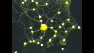 Slime mold form a map of the Tokyoarea railway system [upl. by Adliwa]