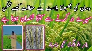 How to control rice blast  Dhan me Bhabhka Blast  yasiragrochemicals [upl. by Idelle]