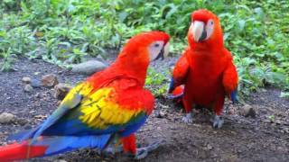 Guacamayo Macao o Guacamaya Macao Cantando Sonido para Llamar El Mejor [upl. by Ydnim583]