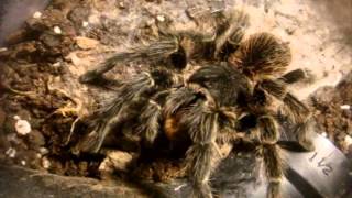 Tarantula Feeding Video 106  Featuring Explosive Thundering [upl. by Enyedy528]