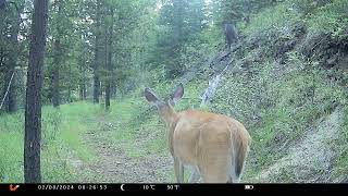 Trail Camera Footage From My 160 Acre Remote Property July 2024 [upl. by Irihs868]