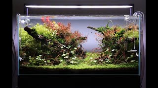 Aquascape Tutorial Step by Step 90cm Planted Aquarium [upl. by Frierson]