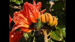 A beautiful Antillean Mango Hummingbird n Punta Cana Dominican Republic [upl. by Daigle]