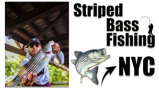 STRIPED BASS FISHING East River quotRandalls Islandquot  PART 1 [upl. by Spencer]