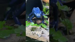 Blue Poison Dart Frogs are not Always Poisonous [upl. by Weikert]