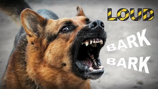 WARNING LOUD Dog Barking Sound Effect HQ [upl. by Skyler]