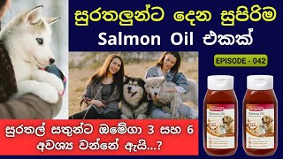 සුරතලුන්ට දෙන සුපිරිම Salmon Oil එකක්  Best Fish Oils For Dog In 2024 [upl. by Etak588]