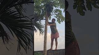 Harvesting Ripe Papayas from a Tall Tree [upl. by Eduam]