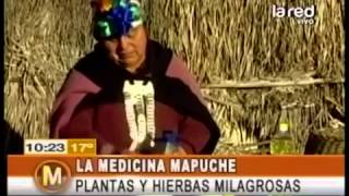 Medicina Mapuche Plantas y hierbas milagrosas [upl. by Nymassej]