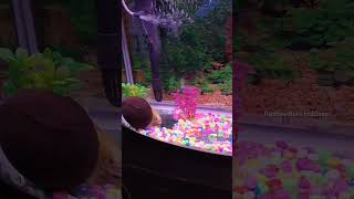 Our fish tank story  how to set up a fish tank or small aquarium at home in tamil [upl. by Anastos]