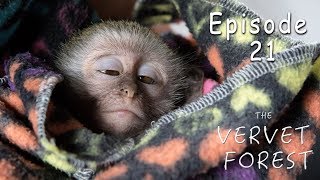 Baby Monkey Attacked By Eagles  Rescued By Animal Sanctuary  Ep 21 [upl. by Nnylidnarb]