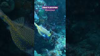 The fish that secretes toxins  The Ornate Boxfish shorts ocean nature fish aquarium [upl. by Ahsotan]