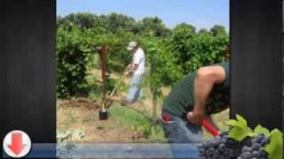 Grape Growing Guide Starting Your Own Venture [upl. by Bridgette]