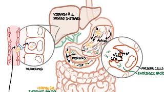 Understanding Vitamin B12 metabolism [upl. by Nirrak]