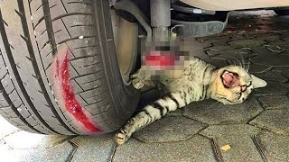 A cat threw herself under a car to save a kitten unaware that [upl. by Osbert]