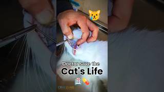 Doctor saves the cats life Poor cat cat catvideos cutecat biral poorcat catlover [upl. by Eimme505]