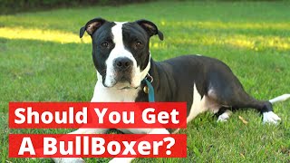 All about the Pitbull Boxer mix Bullboxer  Should you get a BullBoxer [upl. by Reitman]