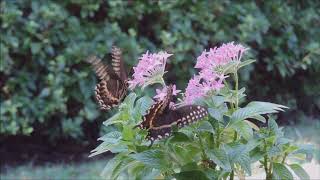 Palamedes Swallowtail Butterflies on Graffiti Mix Pentas plant [upl. by Fons]