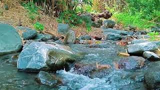 The Sound of a Gentle Forest Stream Soothes the Soul for Meditation [upl. by Enitsrik457]