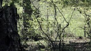 Alien Abduction  Trailer US 2014 [upl. by Azila653]