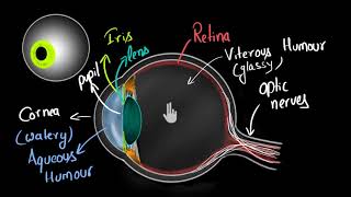 Anatomy  Eye Overview [upl. by Amapuna539]